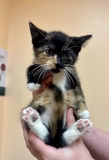 Fileja, a Adopted Calico in River Edge, NJ image 4/5