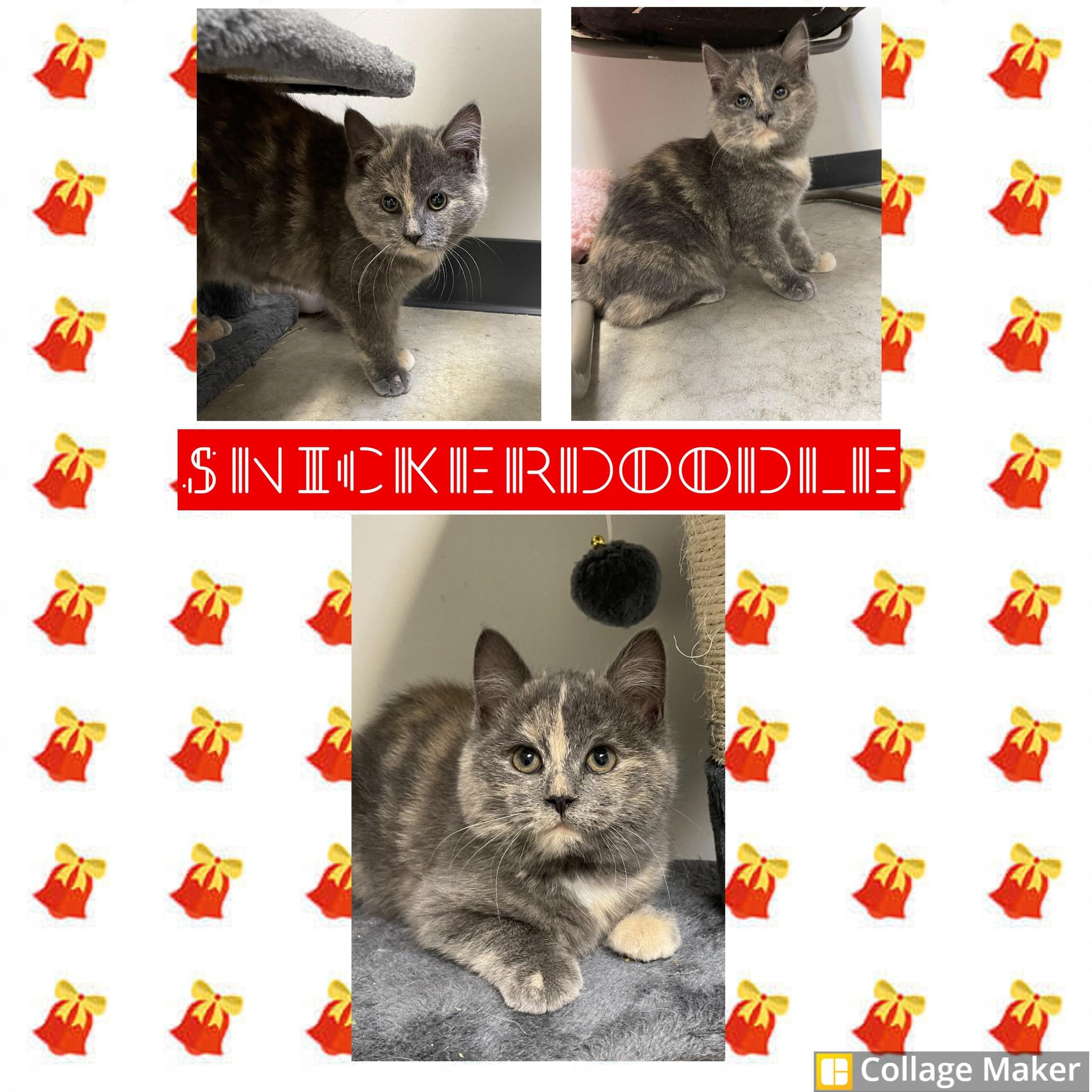 Snickerdoodle, ADOPTABLE, Young Female Domestic Short Hair.