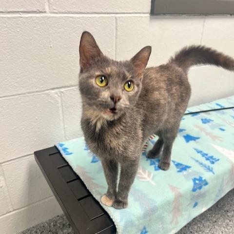 Yuri, Adoptable, Adult Female Domestic Short Hair.