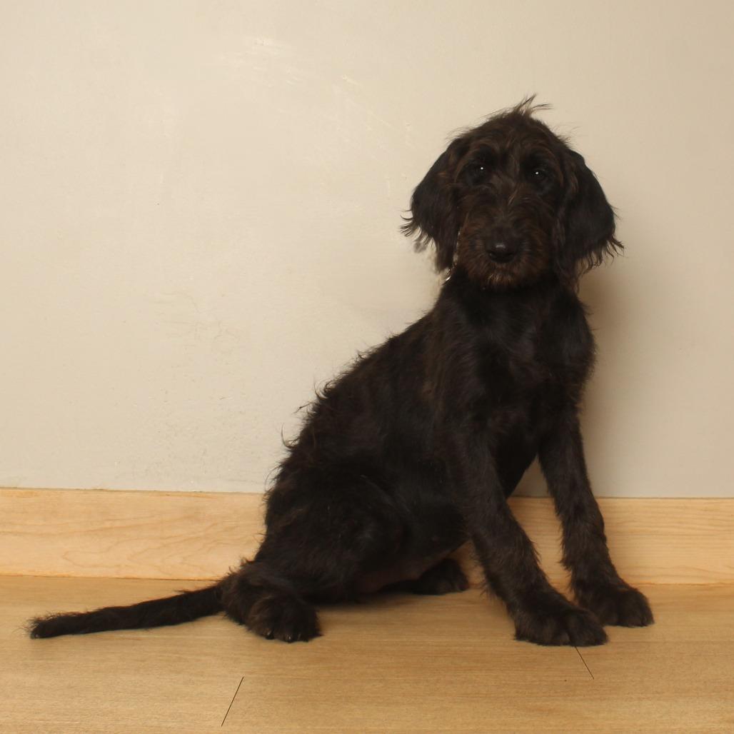 Enlarge Emory D71165, a Adoptable mixed breed in Minnetonka, MN image 2/6