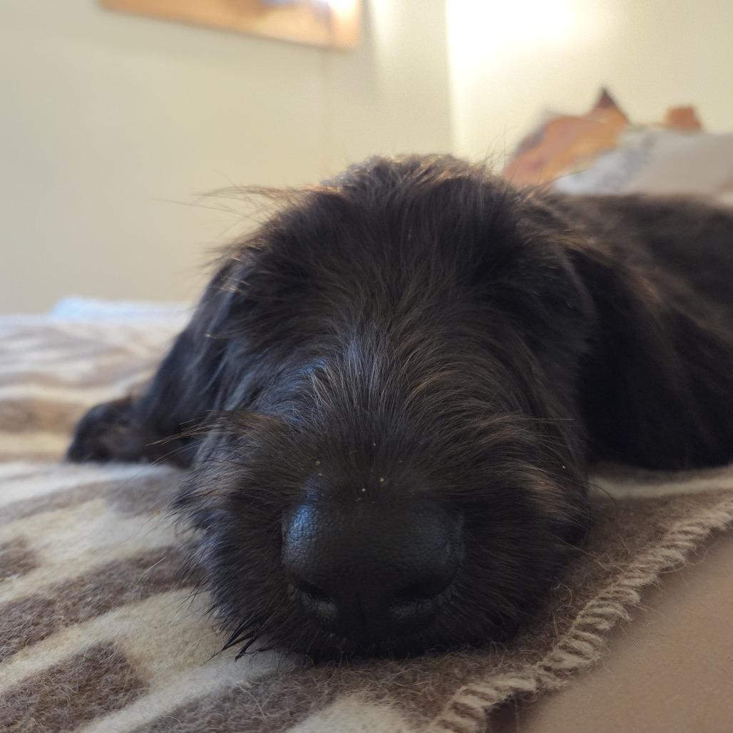Enlarge Emory D71165, a Adoptable mixed breed in Minnetonka, MN image 3/6