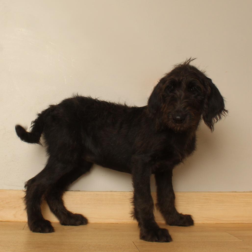 Enlarge Emory D71165, a Adoptable mixed breed in Minnetonka, MN image 4/6