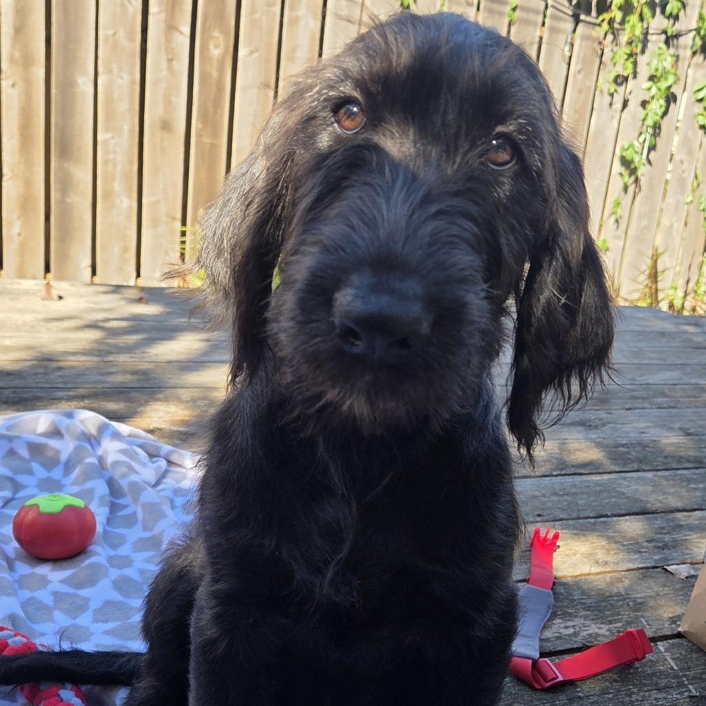 Enlarge Emory D71165, a Adoptable mixed breed in Minnetonka, MN image 5/6