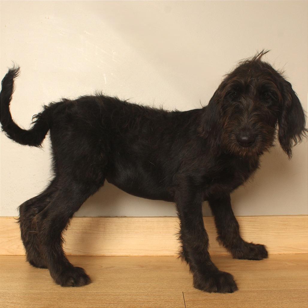 Enlarge Emory D71165, a Adoptable mixed breed in Minnetonka, MN image 6/6