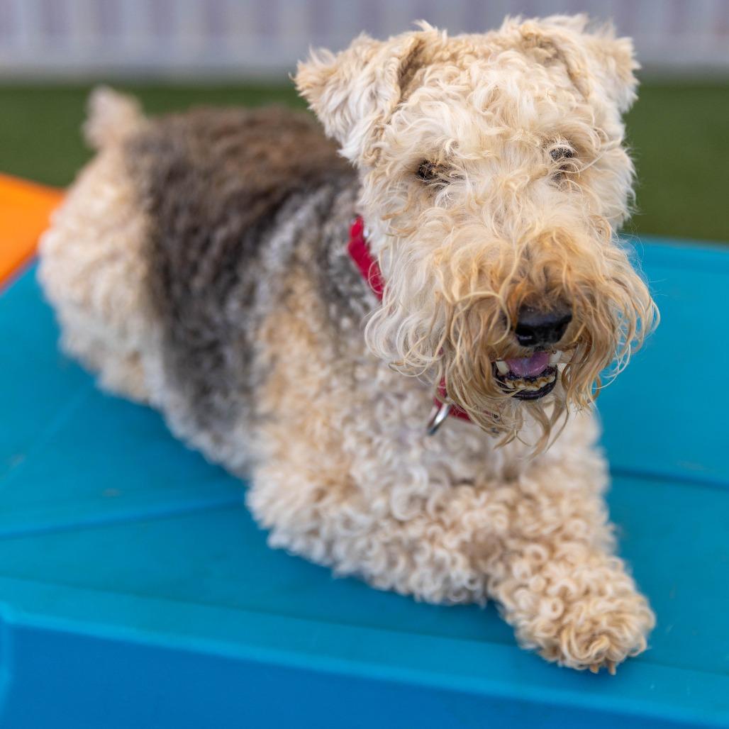 Patriot (Pat), Adoptable, Adult Male Lakeland Terrier & None.