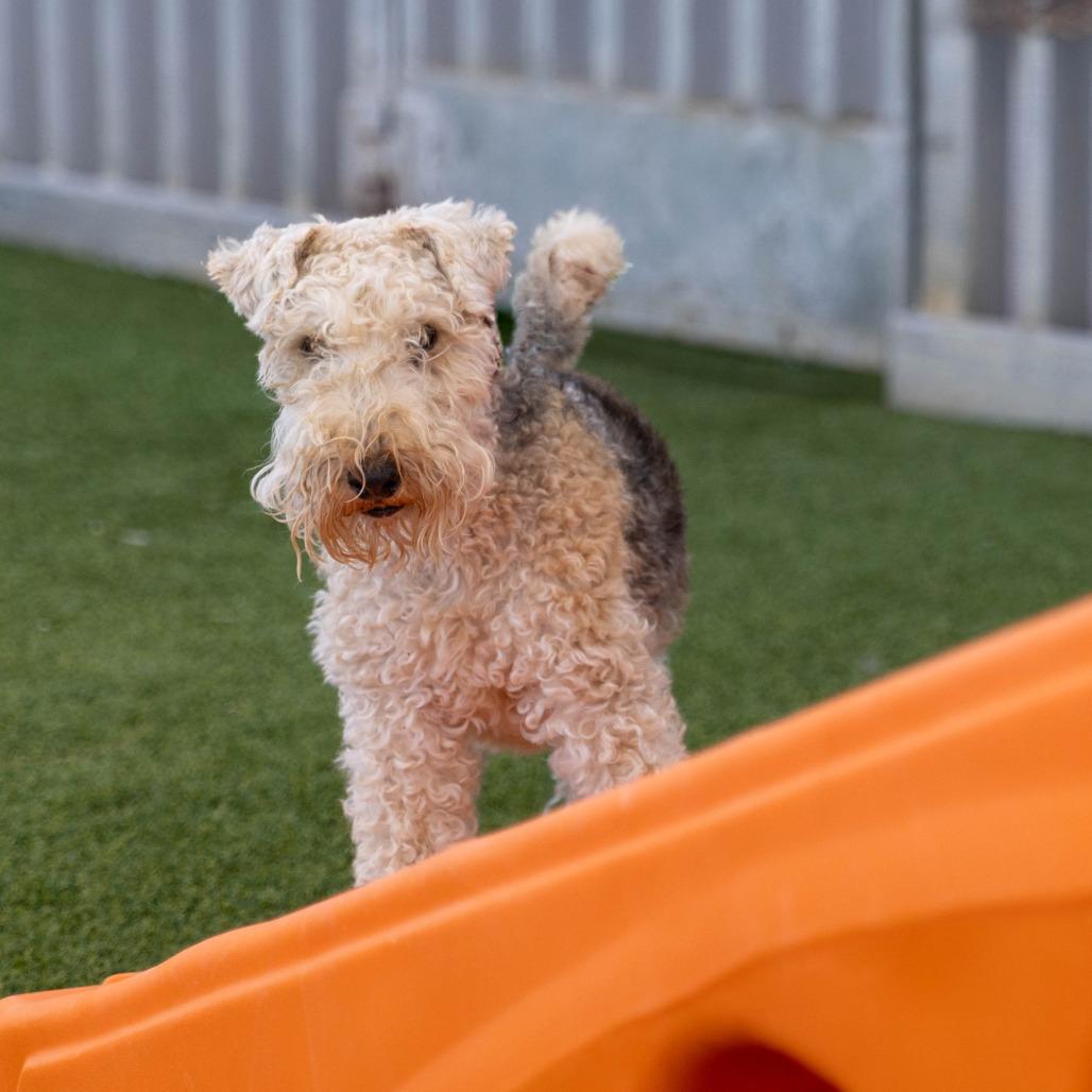 Enlarge Patriot (Pat), a Adoptable Lakeland Terrier in Palm Springs, CA image 2/6