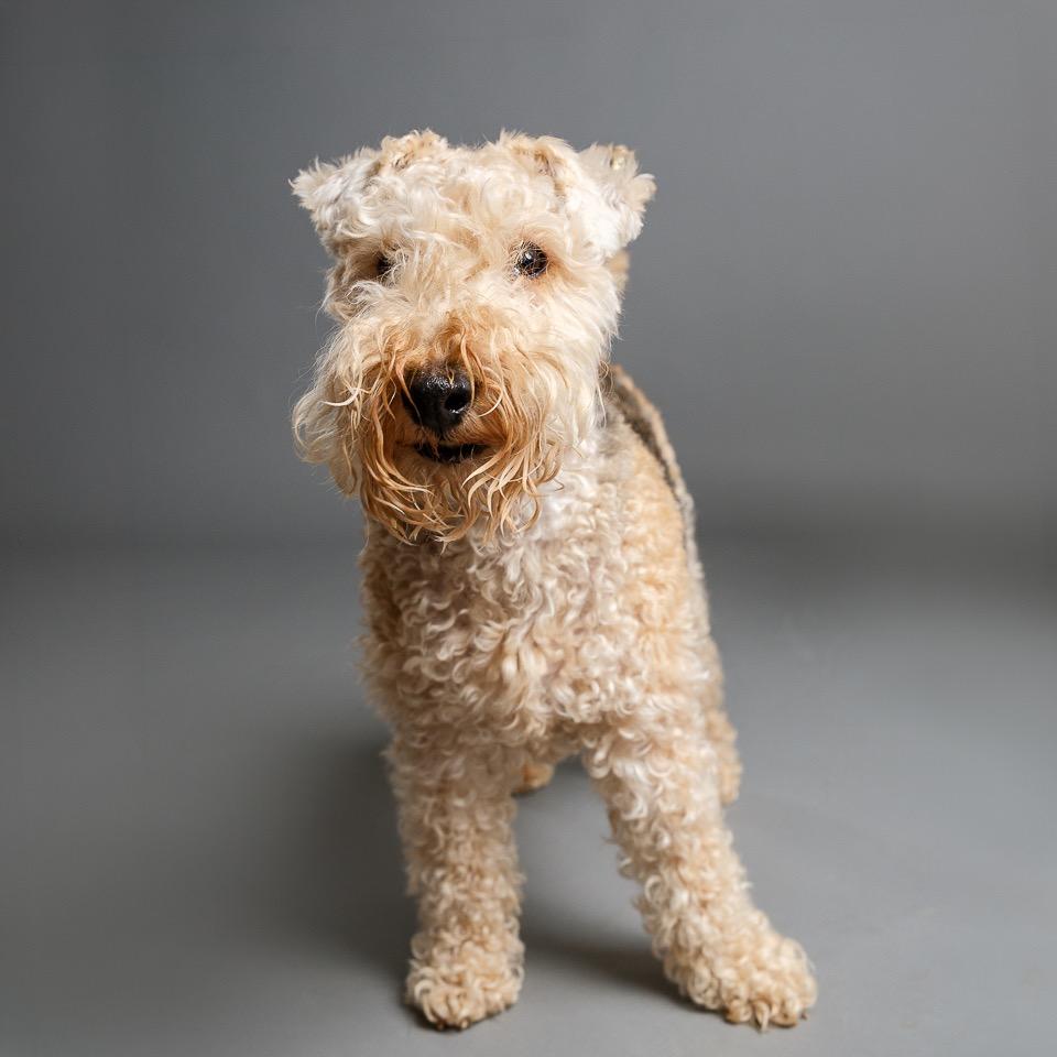 Enlarge Patriot (Pat), a Adoptable Lakeland Terrier in Palm Springs, CA image 3/6