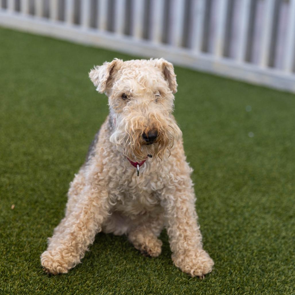 Enlarge Patriot (Pat), a Adoptable Lakeland Terrier in Palm Springs, CA image 4/6