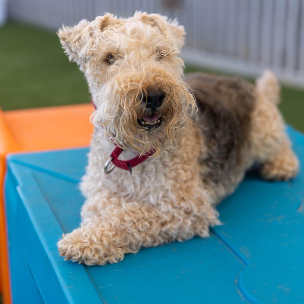 Enlarge Patriot (Pat), a Adoptable Lakeland Terrier in Palm Springs, CA image 5/6