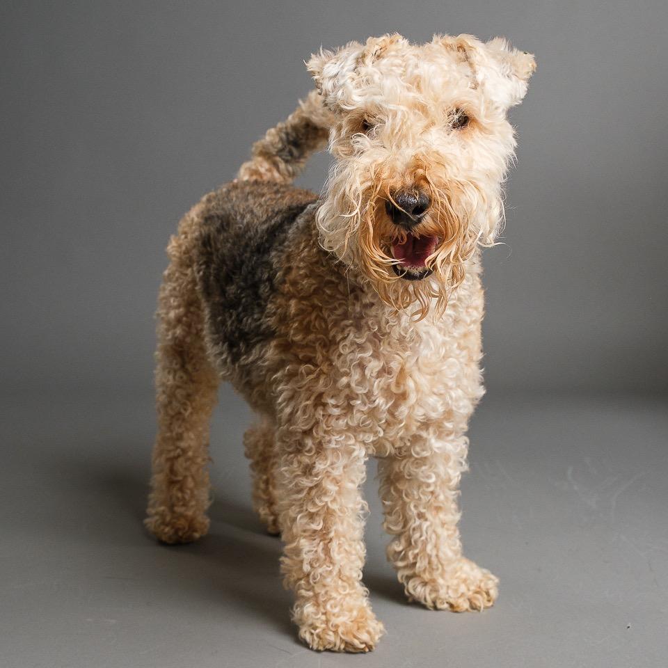 Enlarge Patriot (Pat), a Adoptable Lakeland Terrier in Palm Springs, CA image 6/6