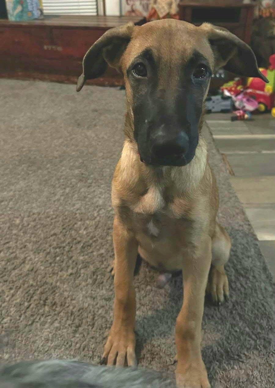 Enlarge Groot, a Adoptable mixed breed in Conesus, NY image 5/6