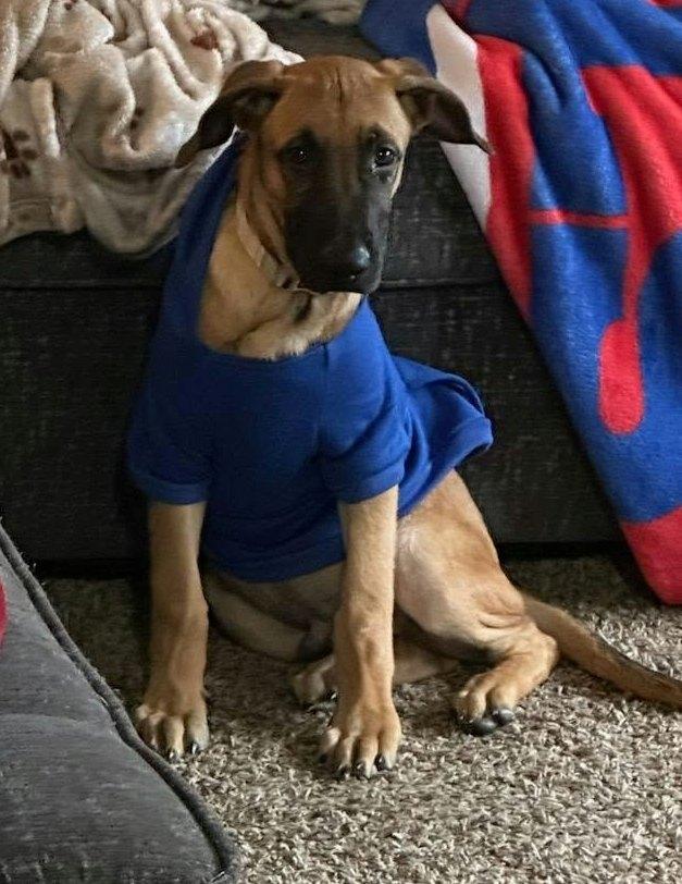 Enlarge Groot, a Adoptable mixed breed in Conesus, NY image 3/6