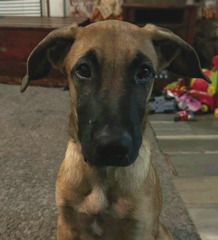 Groot, Adoptable, Puppy Male Hound & German Shepherd Dog.