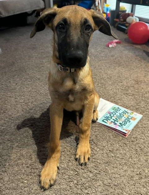 Enlarge Groot, a Adoptable mixed breed in Conesus, NY image 2/6