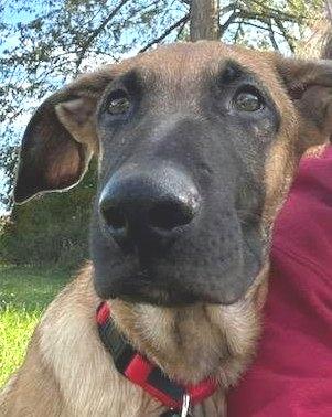 Enlarge Groot, a Adoptable mixed breed in Conesus, NY image 4/6