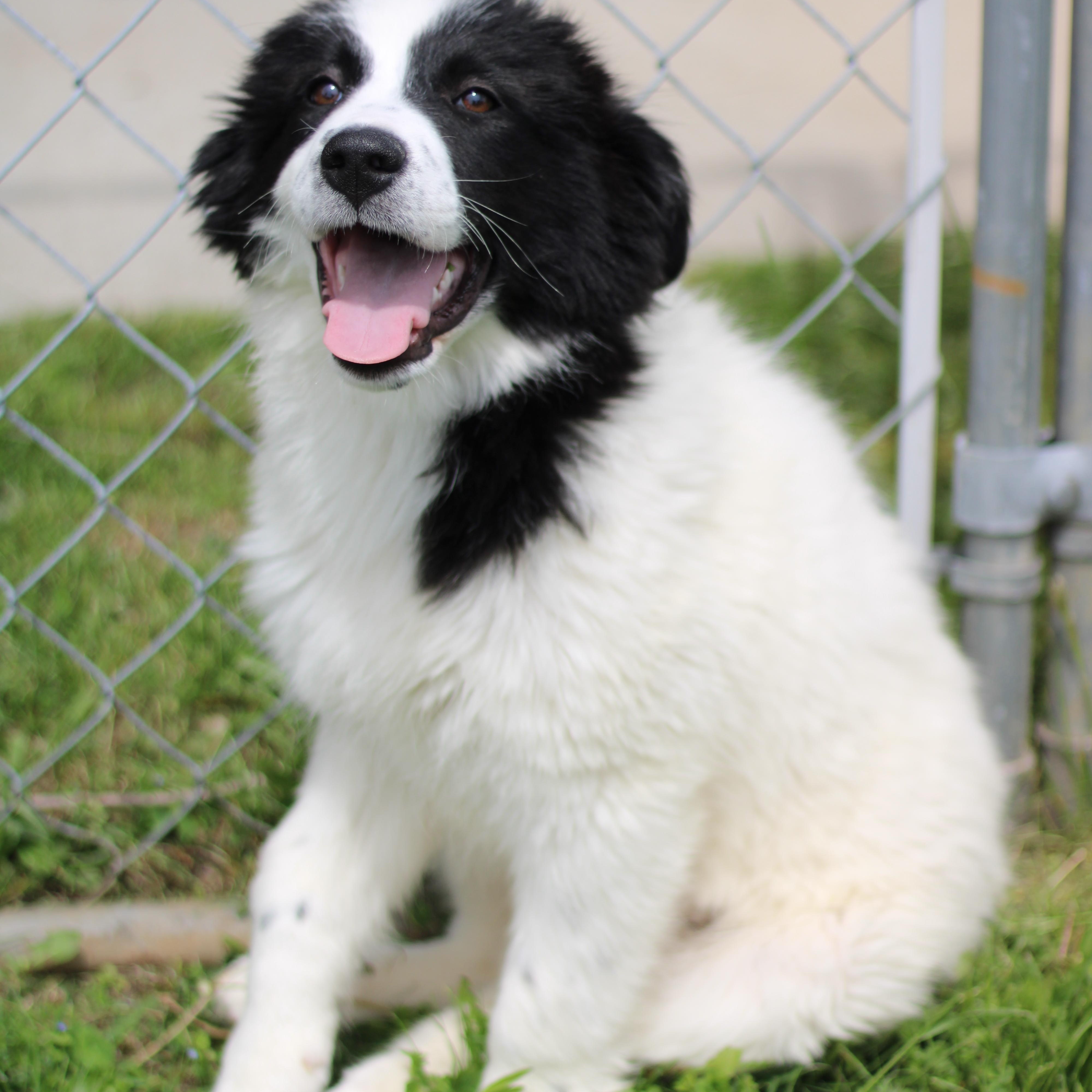 Enlarge Asha, a ADOPTABLE mixed breed in Battle Creek, MI image 1/2