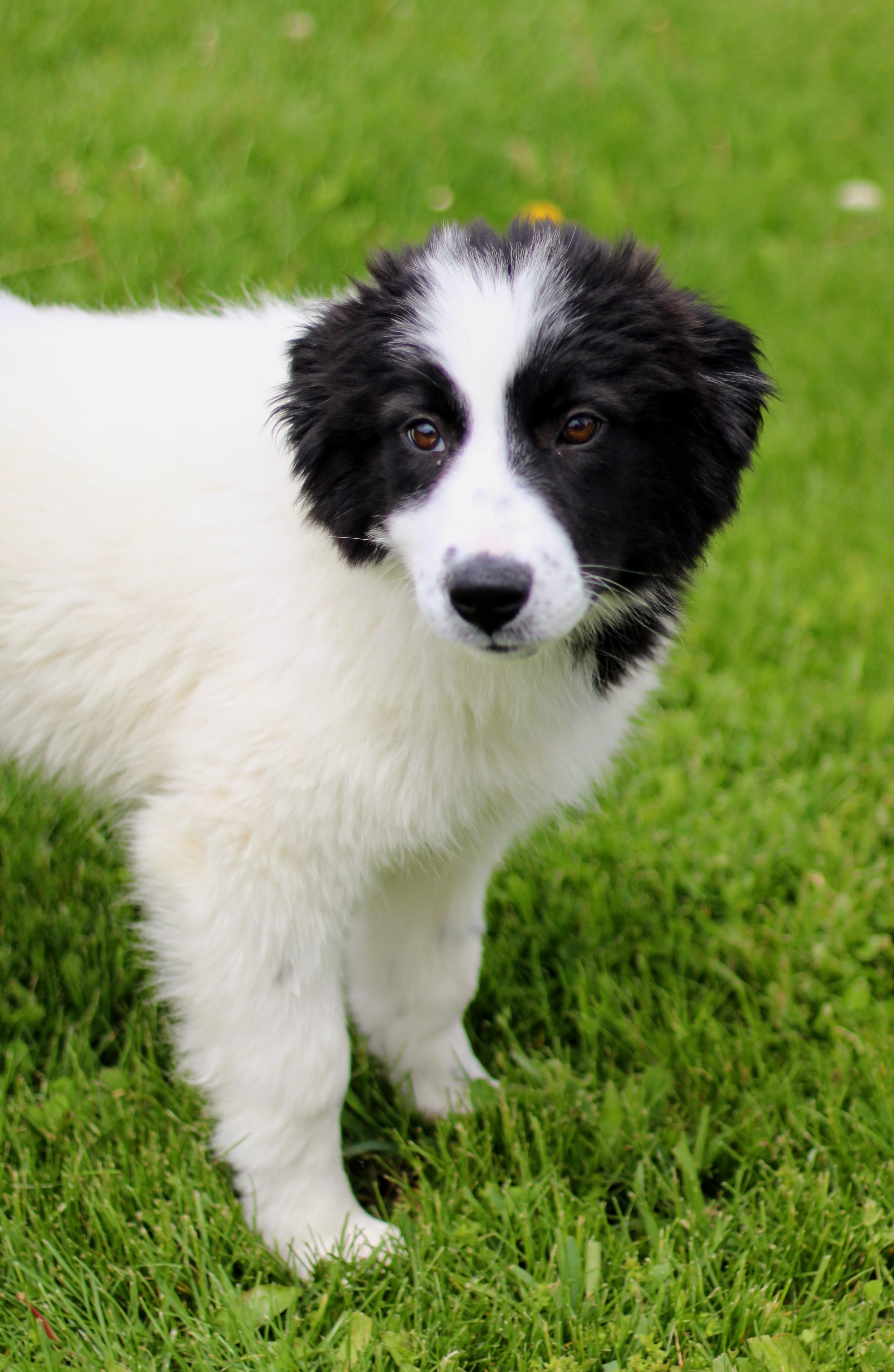 Enlarge Asha, a ADOPTABLE mixed breed in Battle Creek, MI image 5/5