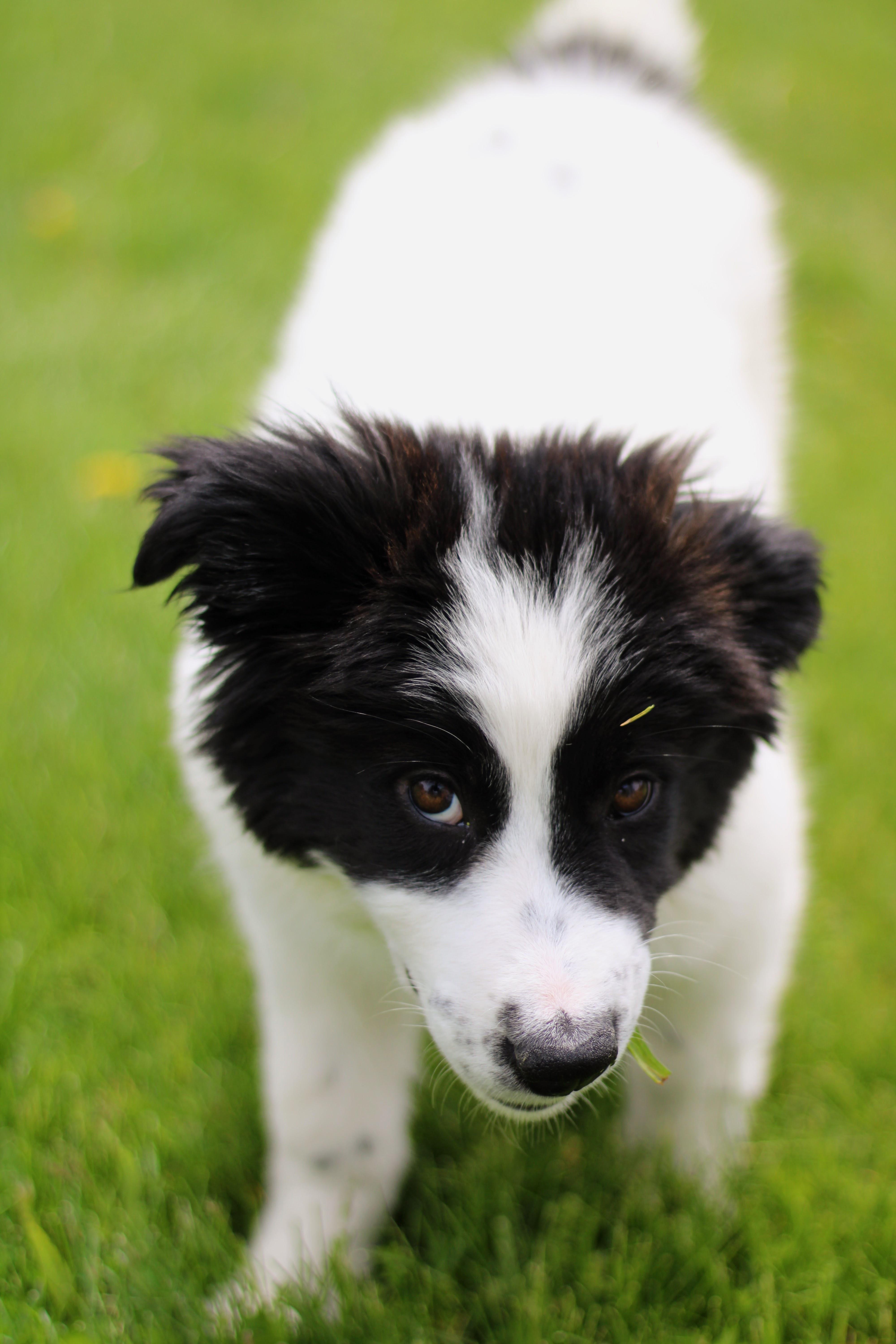 Enlarge Asha, a ADOPTABLE mixed breed in Battle Creek, MI image 3/5