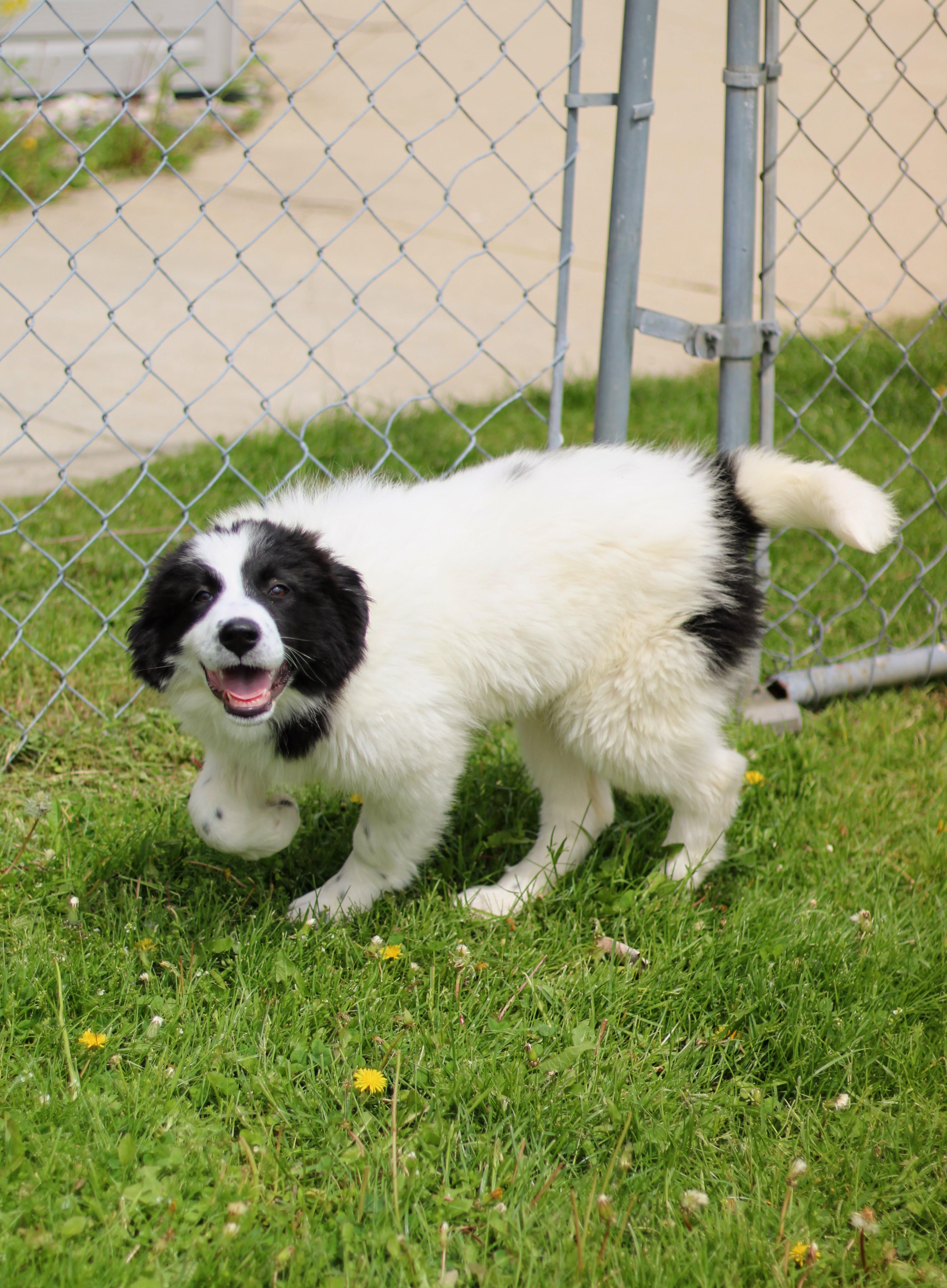 Enlarge Asha, a ADOPTABLE mixed breed in Battle Creek, MI image 2/2