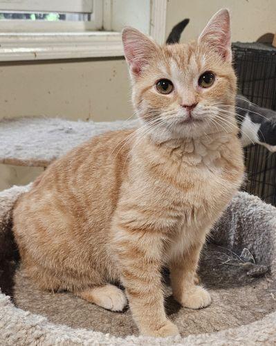 Enlarge Ditta, a ADOPTABLE mixed breed in Lenhartsville, PA image 1/2