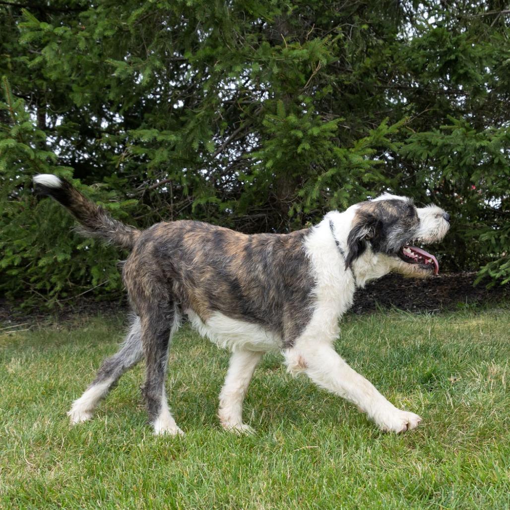 Enlarge Spirit, a Adoptable mixed breed in Erie, PA image 1/6