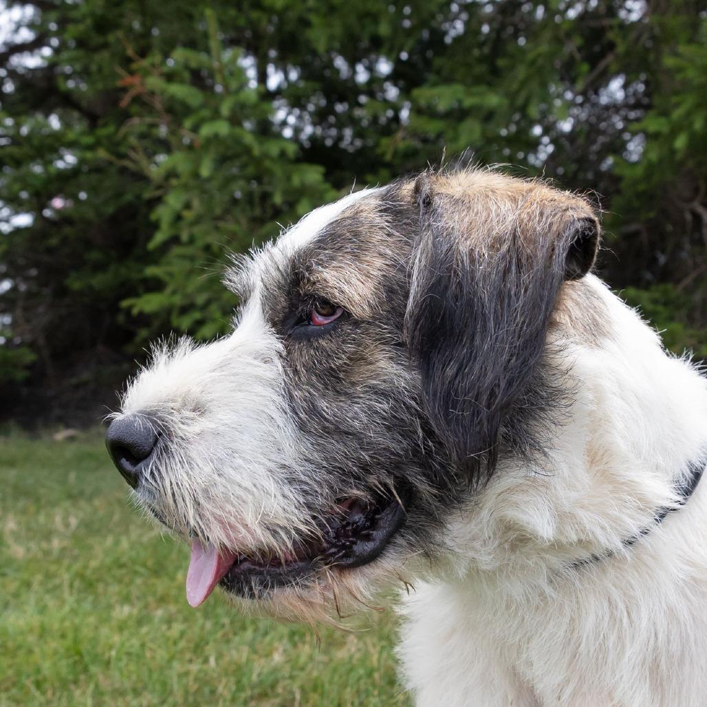 Enlarge Spirit, a Adoptable mixed breed in Erie, PA image 2/6