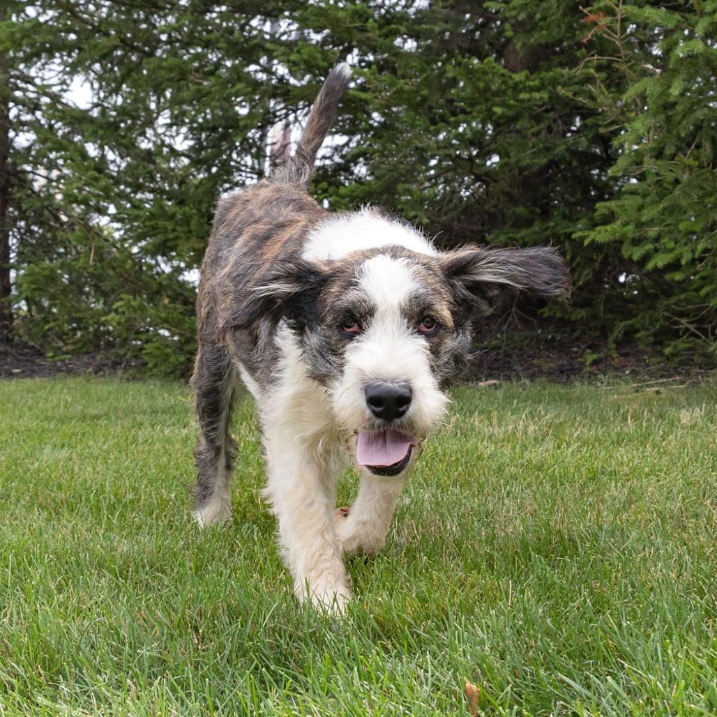 Enlarge Spirit, a Adoptable mixed breed in Erie, PA image 3/6