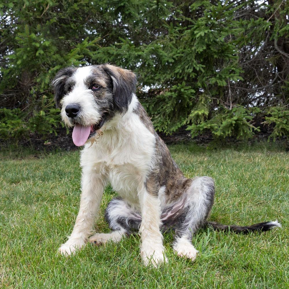 Enlarge Spirit, a Adoptable mixed breed in Erie, PA image 4/6
