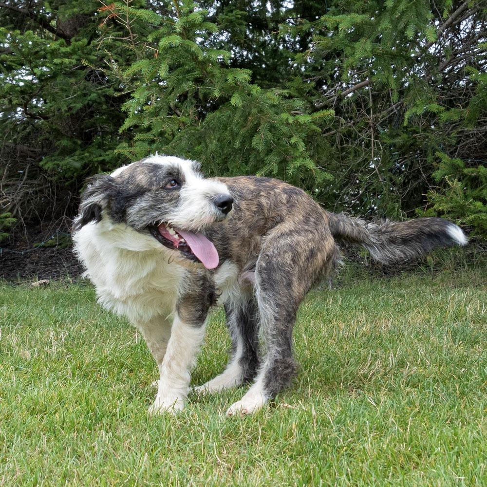 Enlarge Spirit, a Adoptable mixed breed in Erie, PA image 5/6