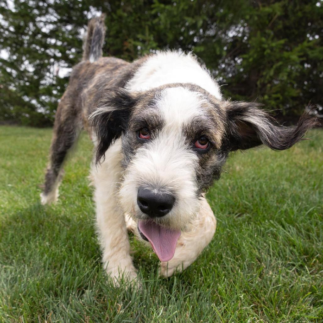 Enlarge Spirit, a Adoptable mixed breed in Erie, PA image 6/6