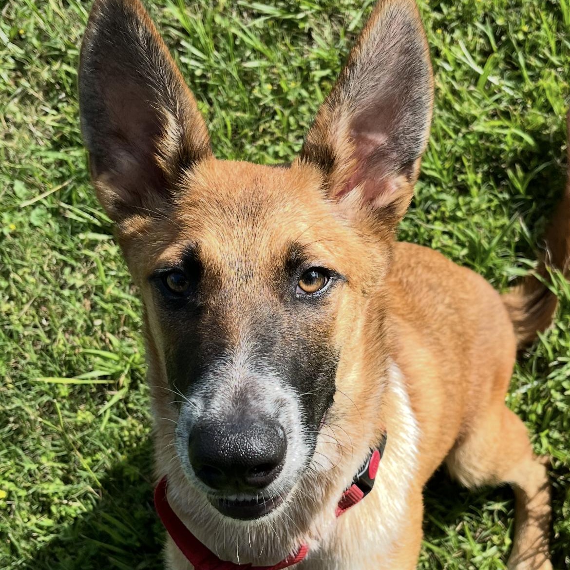 Enlarge Scout, a Adoptable mixed breed in Angleton, TX image 3/6