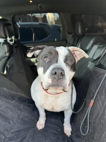 Rambo, a ADOPTABLE mixed breed in West Hollywood, CA image 2/3