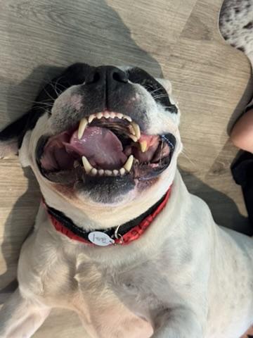 Rambo, ADOPTABLE, Senior Male Pit Bull Terrier.