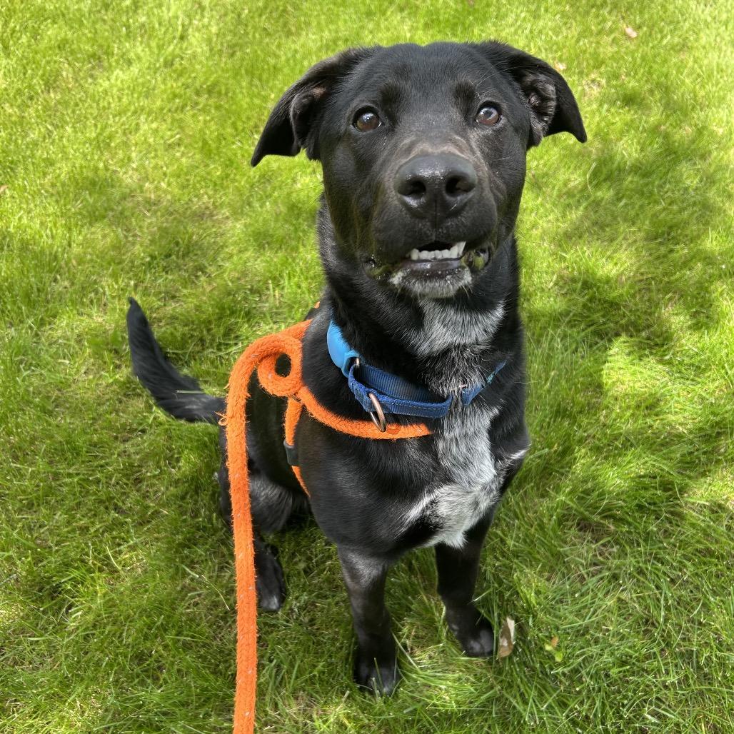 Bear, a Adoptable Mixed Breed in Spokane, WA image 1/6