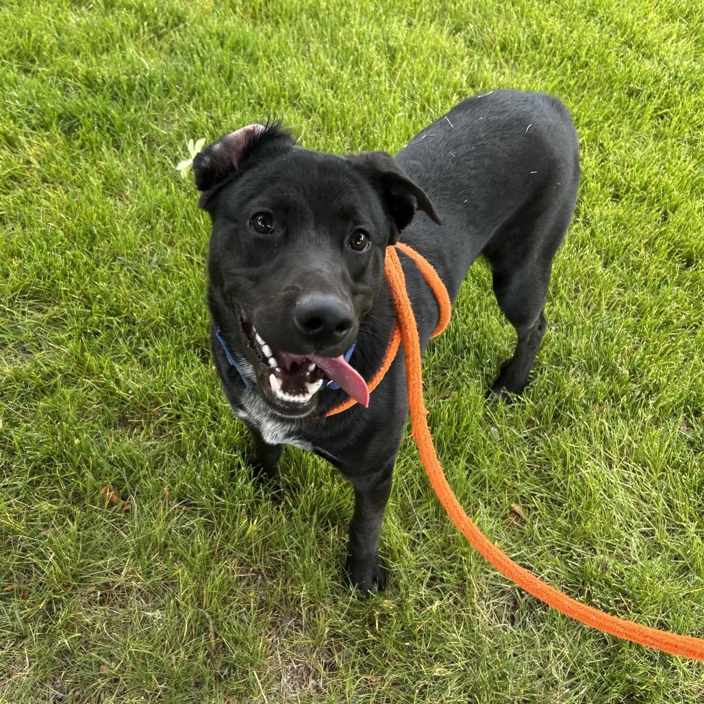 Bear, a Adoptable Mixed Breed in Spokane, WA image 2/6