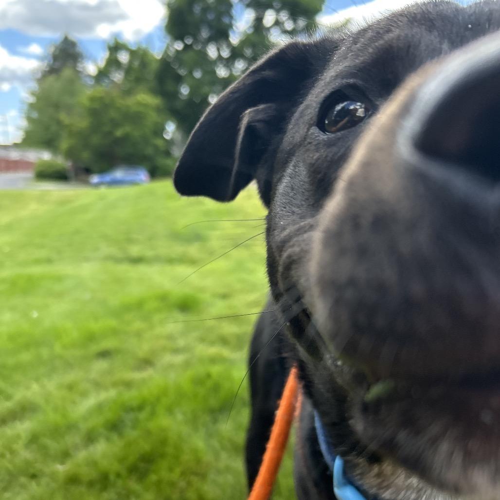 Bear, a Adoptable Mixed Breed in Spokane, WA image 3/6