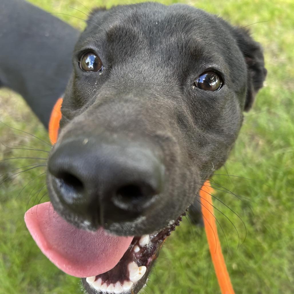 Bear, a Adoptable Mixed Breed in Spokane, WA image 4/6