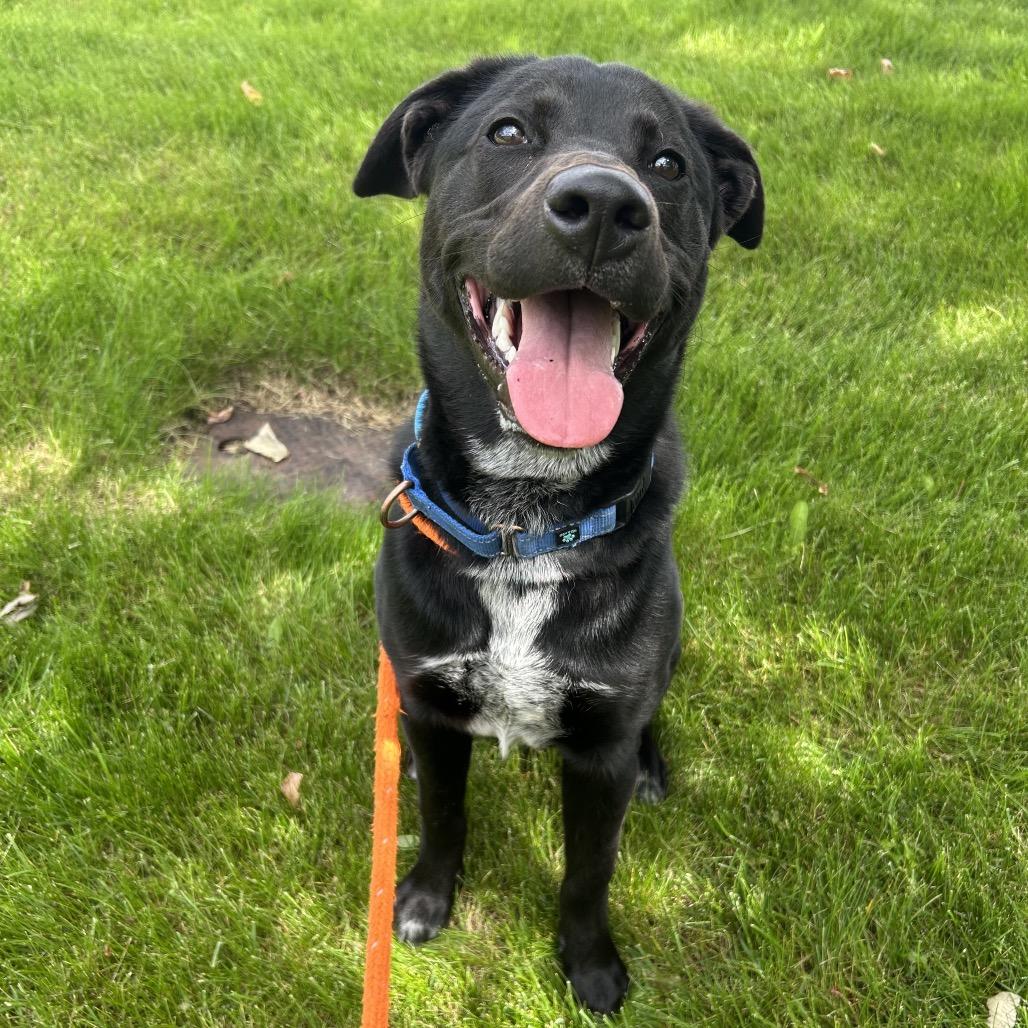 Bear, a Adoptable Mixed Breed in Spokane, WA image 5/6