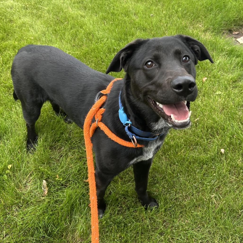 Bear, a Adoptable Mixed Breed in Spokane, WA image 6/6