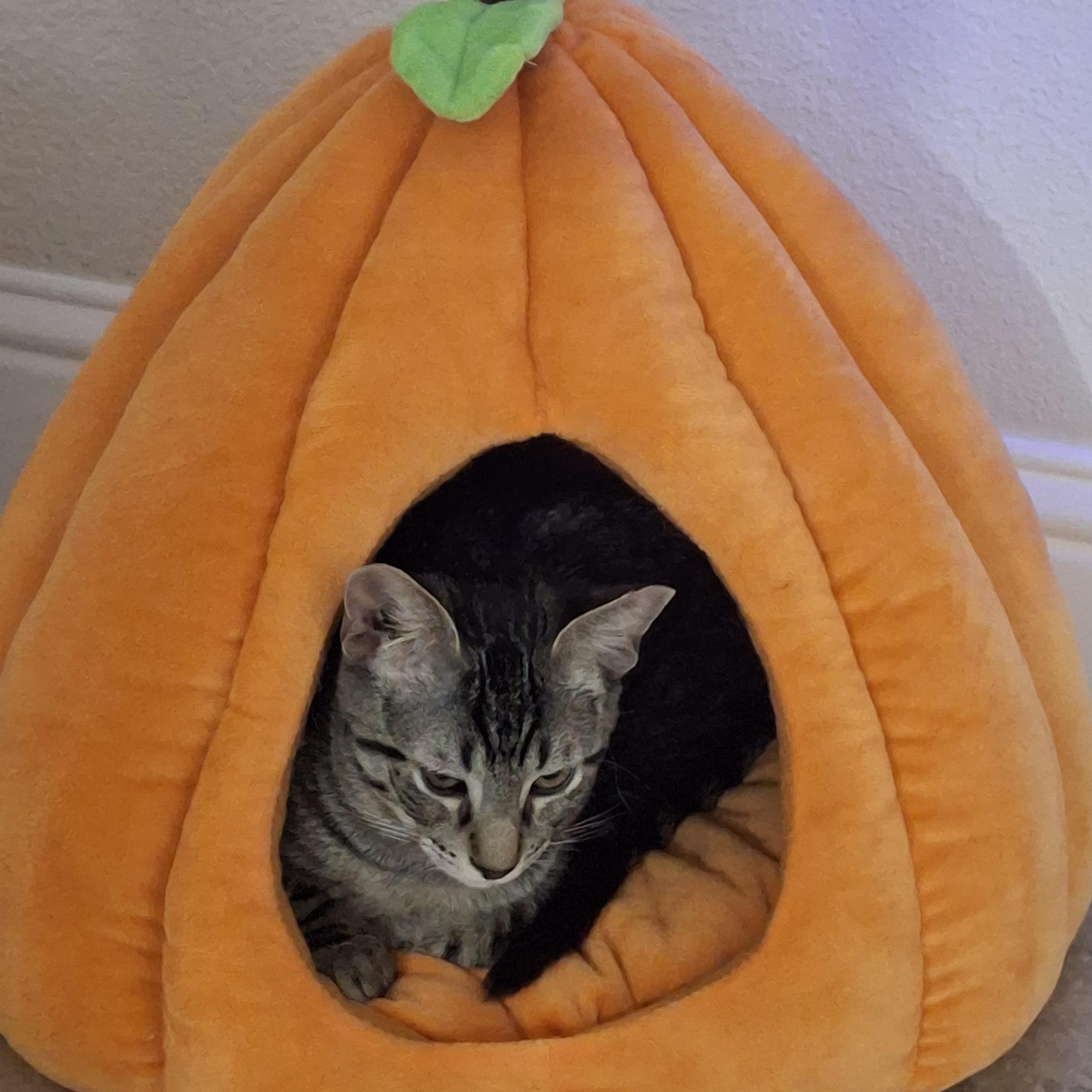 Link, a ADOPTABLE Domestic Short Hair in Elk Grove, CA image 2/2