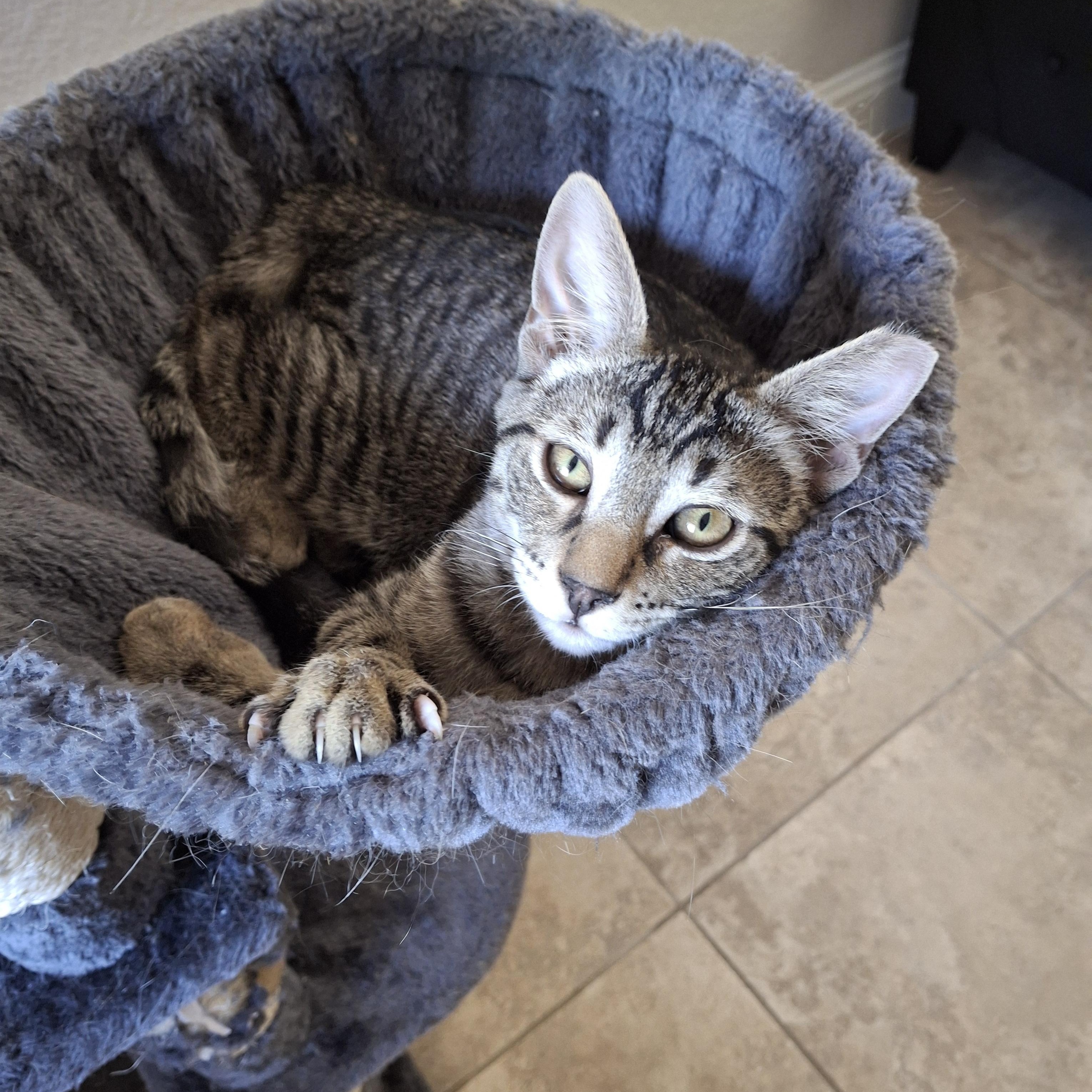 Link, ADOPTABLE, Kitten Male Domestic Short Hair.