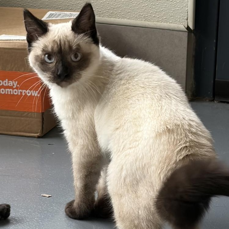 Winnie, an adopted Siamese in Lodi, CA image 1/3