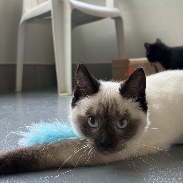 Winnie, an adopted Siamese in Lodi, CA image 2/3