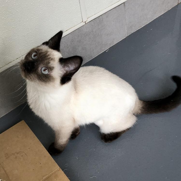 Winnie, an adopted Siamese in Lodi, CA image 3/3