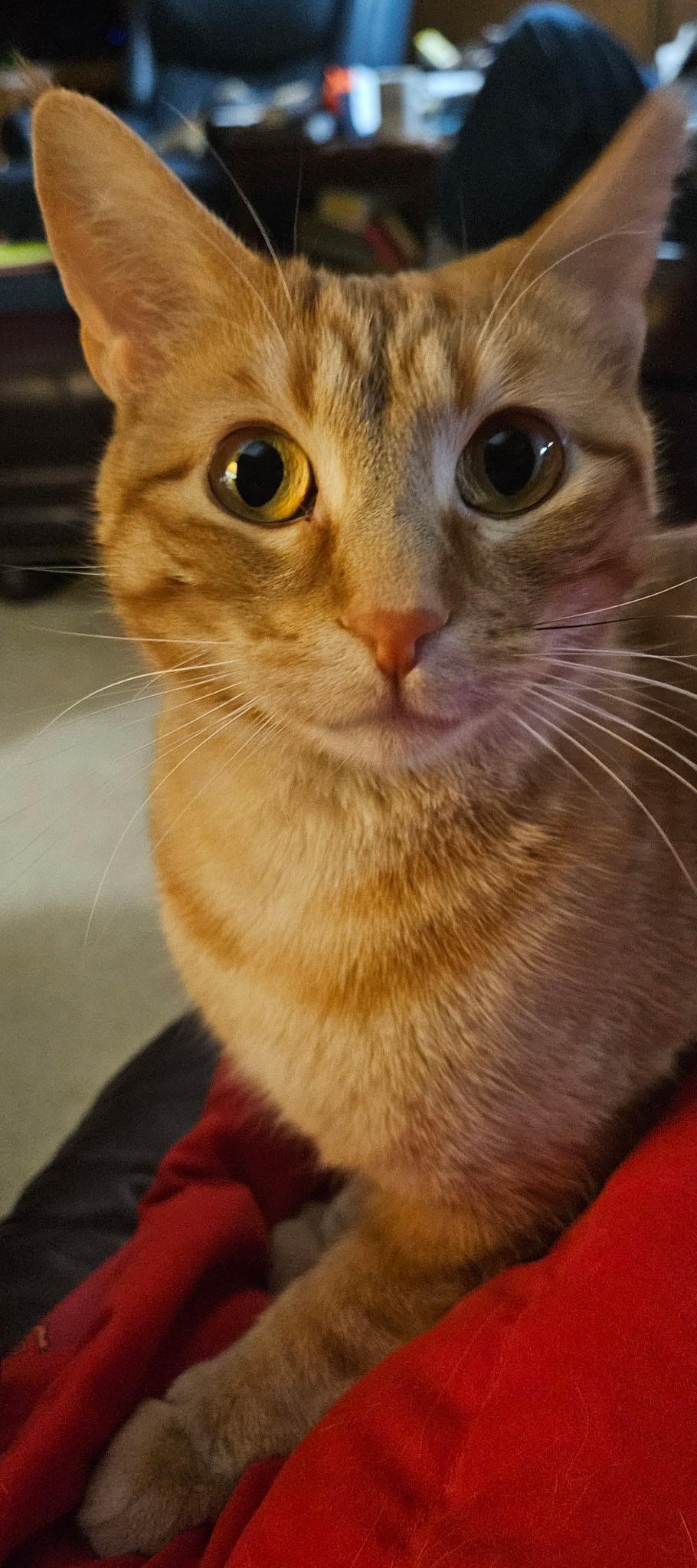 Enlarge Ketanji, a ADOPTABLE Domestic Short Hair in North Platte, NE image 3/5