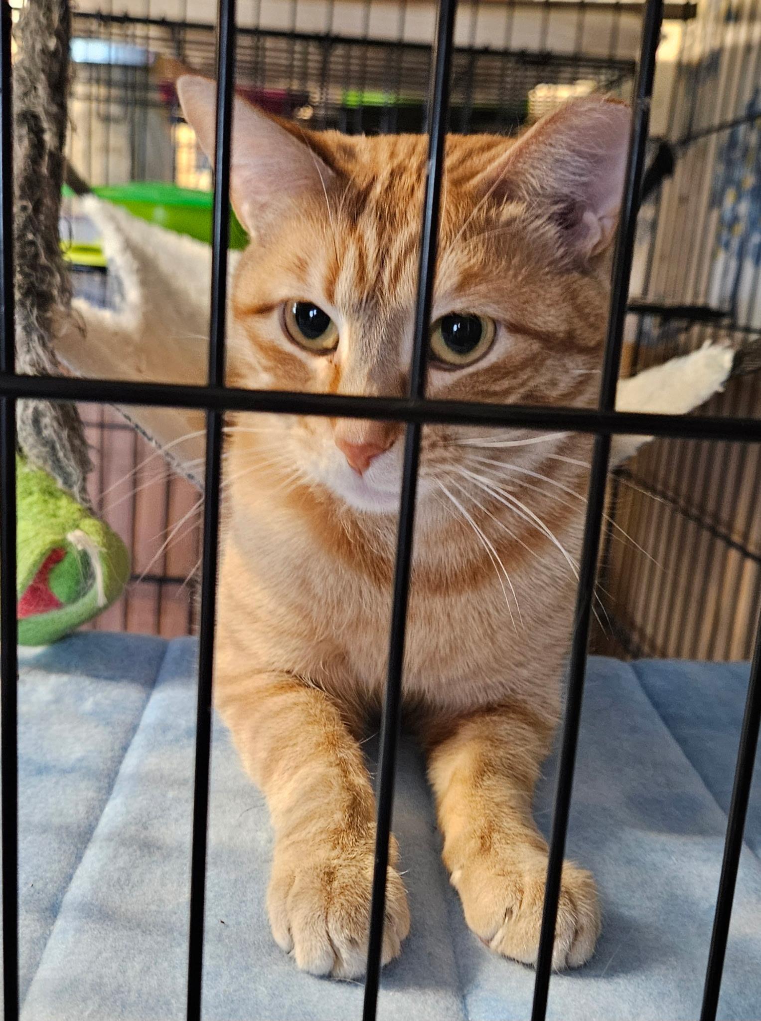 Enlarge Ketanji, a ADOPTABLE Domestic Short Hair in North Platte, NE image 4/5