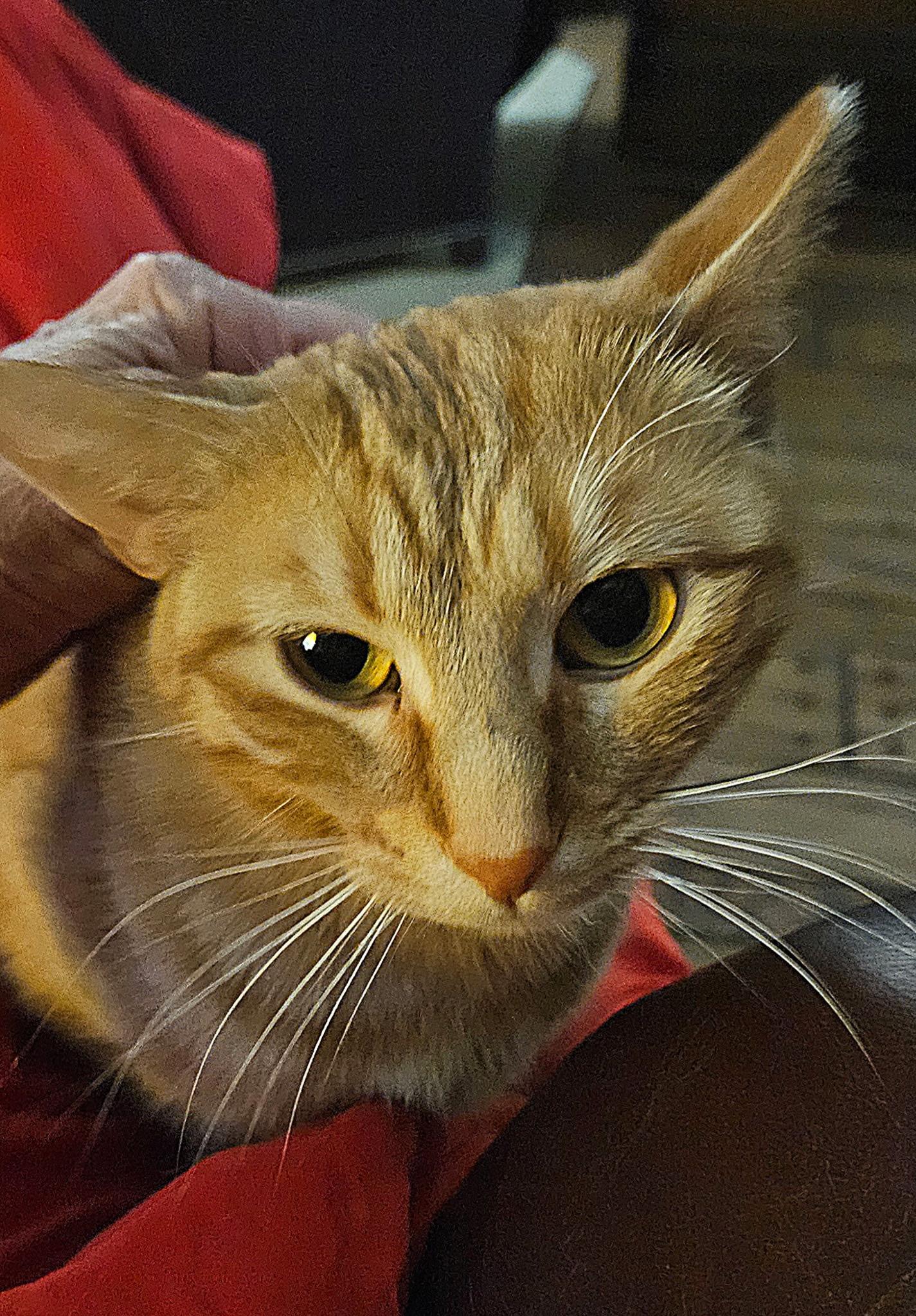 Enlarge Ketanji, a ADOPTABLE Domestic Short Hair in North Platte, NE image 2/5