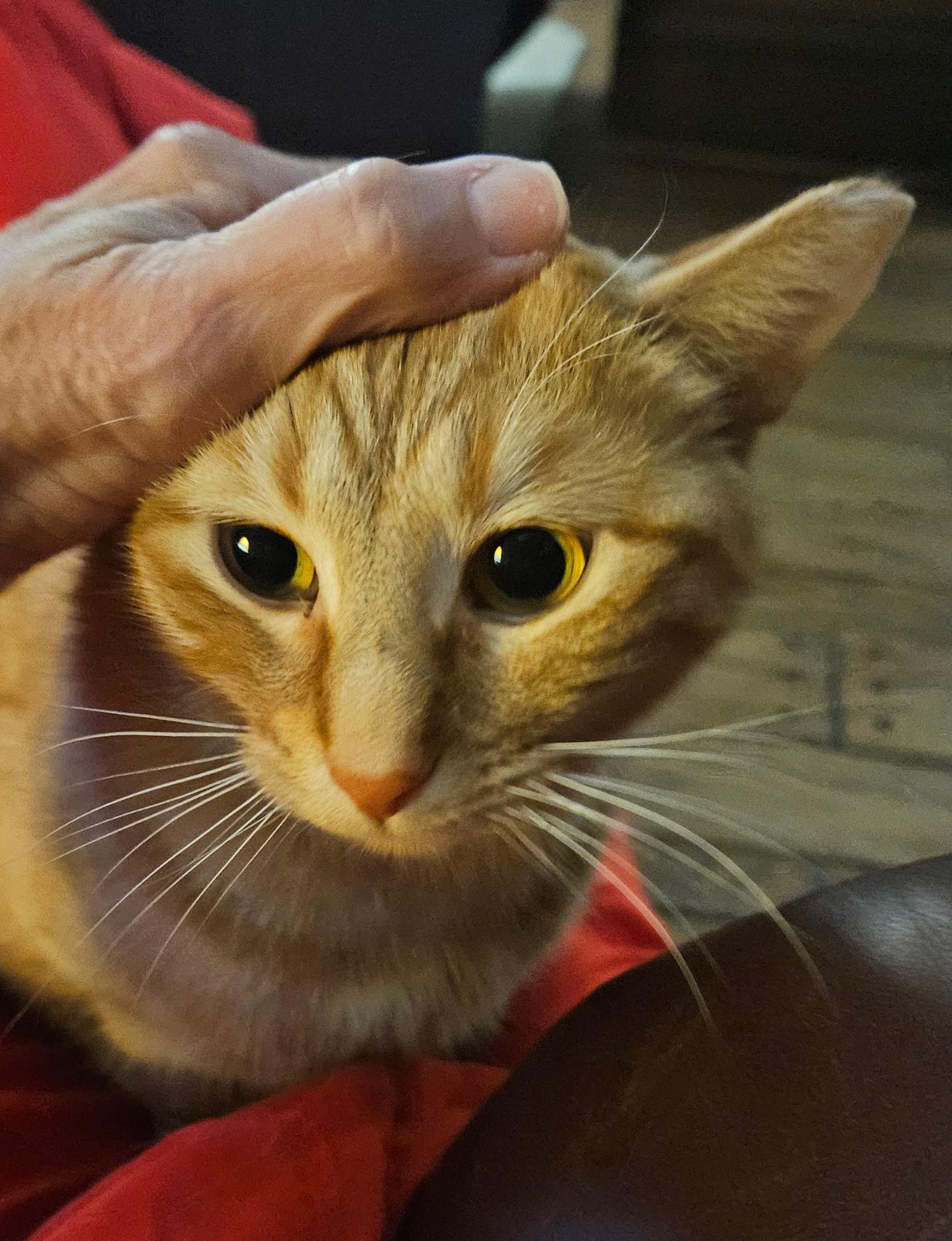 Enlarge Ketanji, a ADOPTABLE Domestic Short Hair in North Platte, NE image 1/5