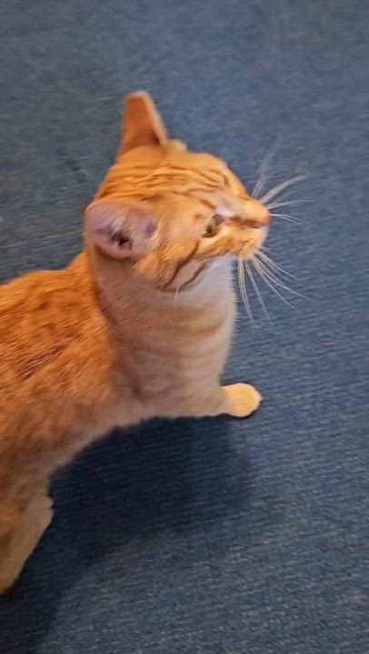 Enlarge Ketanji, a ADOPTABLE Domestic Short Hair in North Platte, NE video 5/5