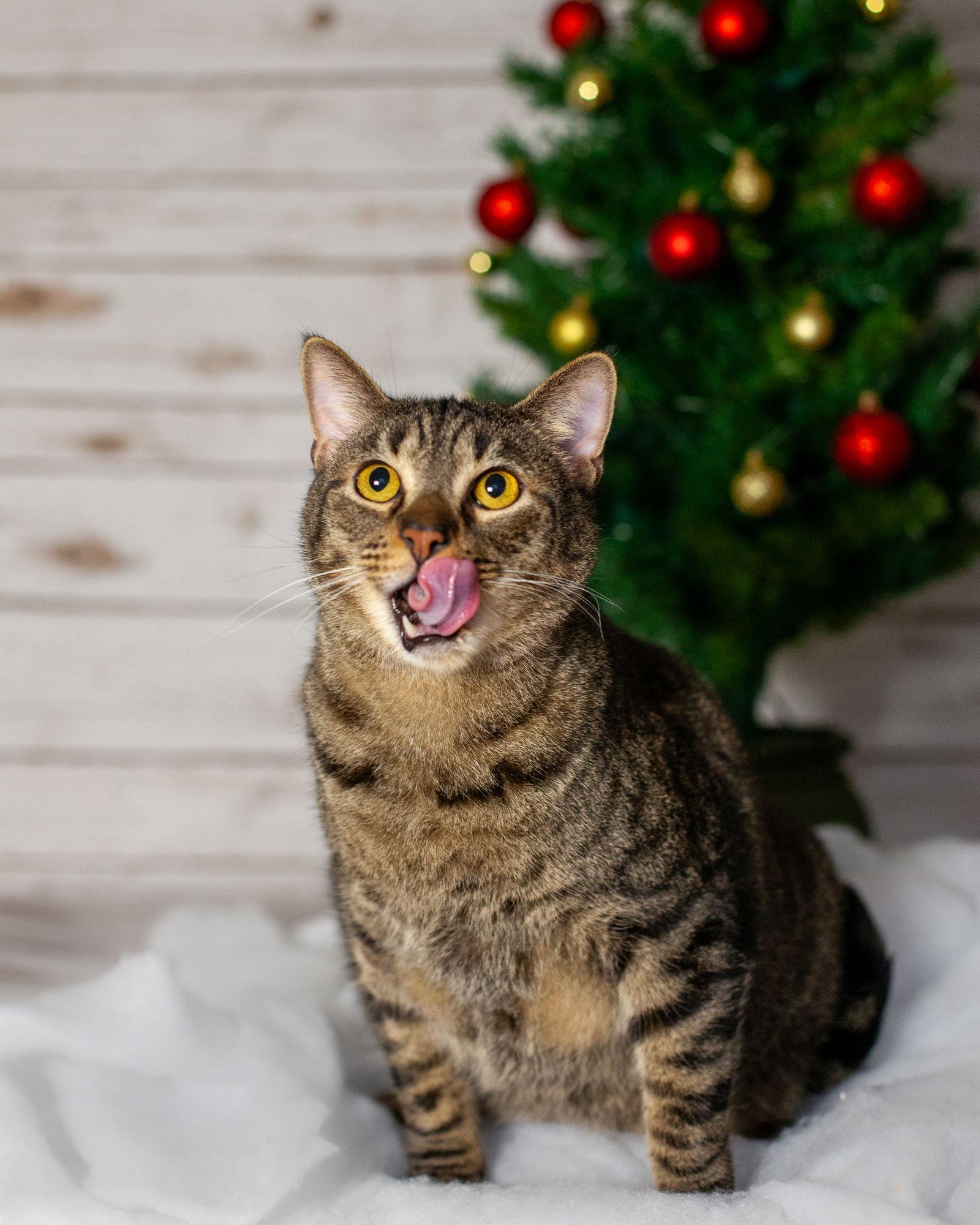 Stewie, Adoptable, Adult Male Domestic Short Hair.